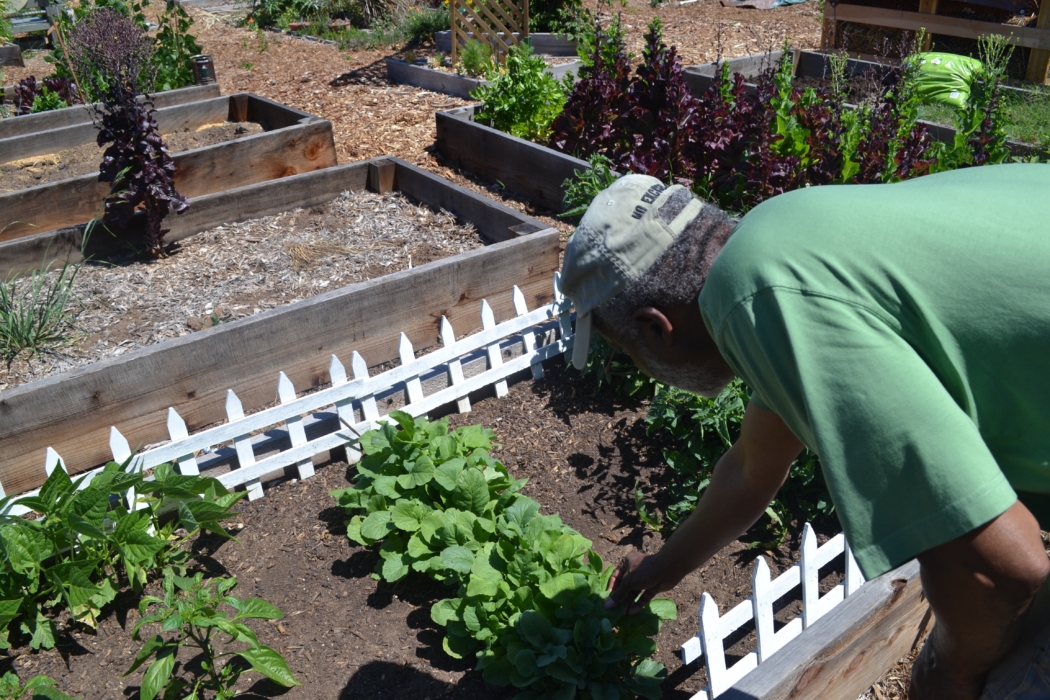 Community Partner, Kadumu Moyendo, of Black Storytellers of San Diego assists with maintaining Mt. Hope Community Garden